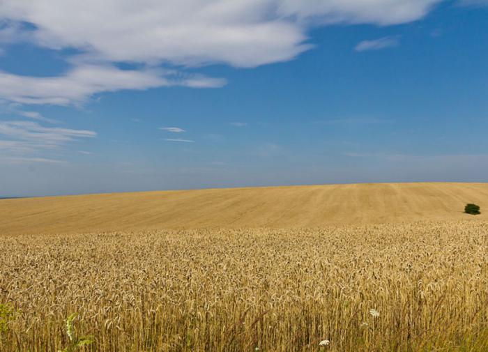 Патрушев: погодные условия в России не повлияют на урожаи в стране